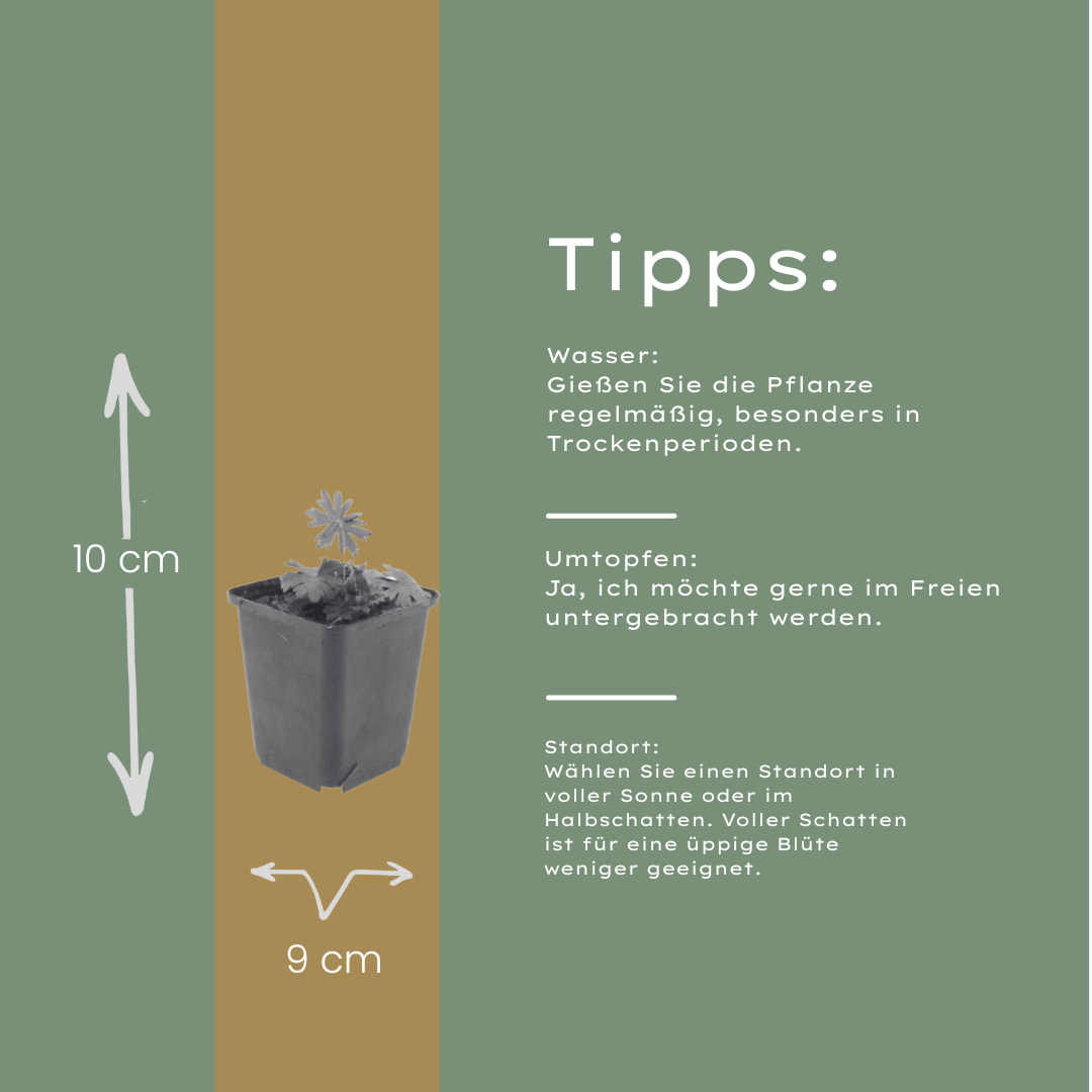 6x Geranium sanguineum - ↕10-25cm - Ø9cm