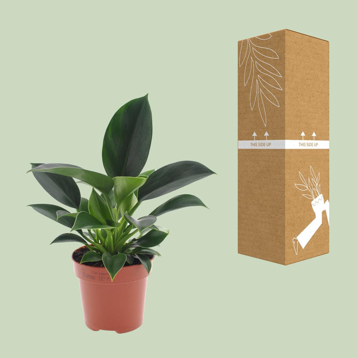 Philodendron Green Princess - 12cm Pot Indoor Houseplant Easy Care