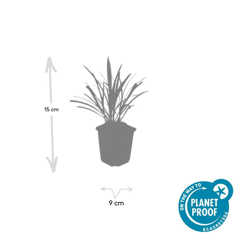 20x Liriope muscari 'Ingwersen' - Hardy Purple Lilyturf 10-25cm