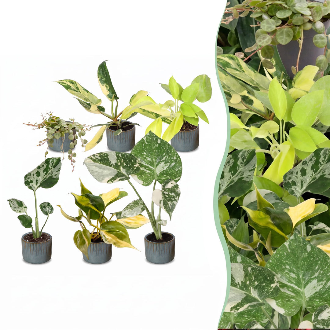 Baby Tropical Mix, six young tropical houseplants in Ø6cm pots