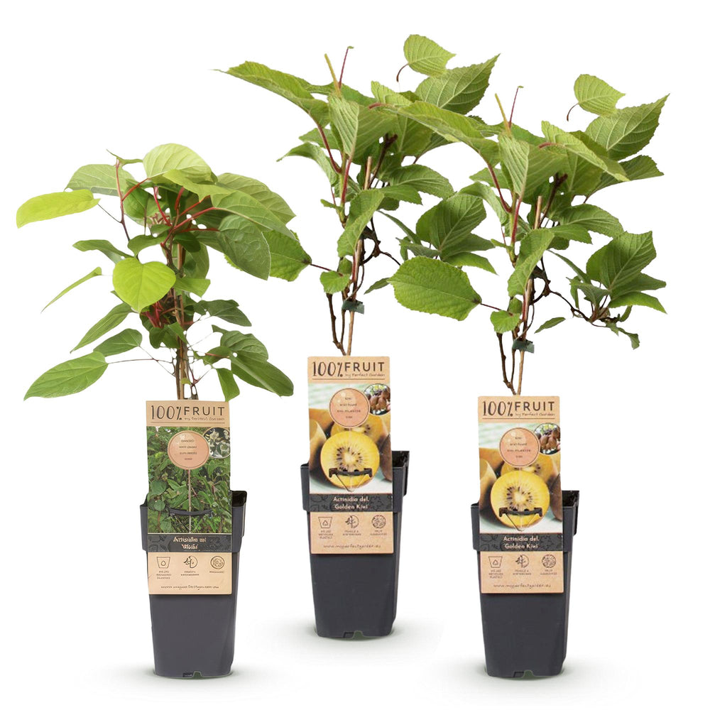 Hardy kiwi plants (Actinidia), view 2