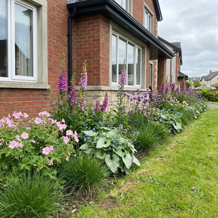 Perennial border garden with pink geraniums, purple lythrums, blue forget-me-nots and ornamental grasses against red…