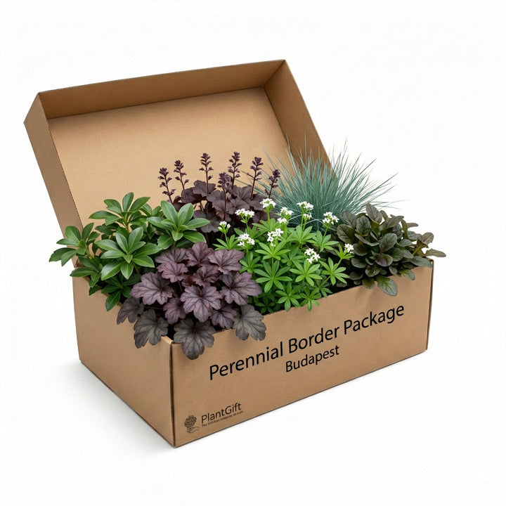 Perennial Border Package Budapest in open cardboard box containing multiple plants with purple-leaved heuchera,…