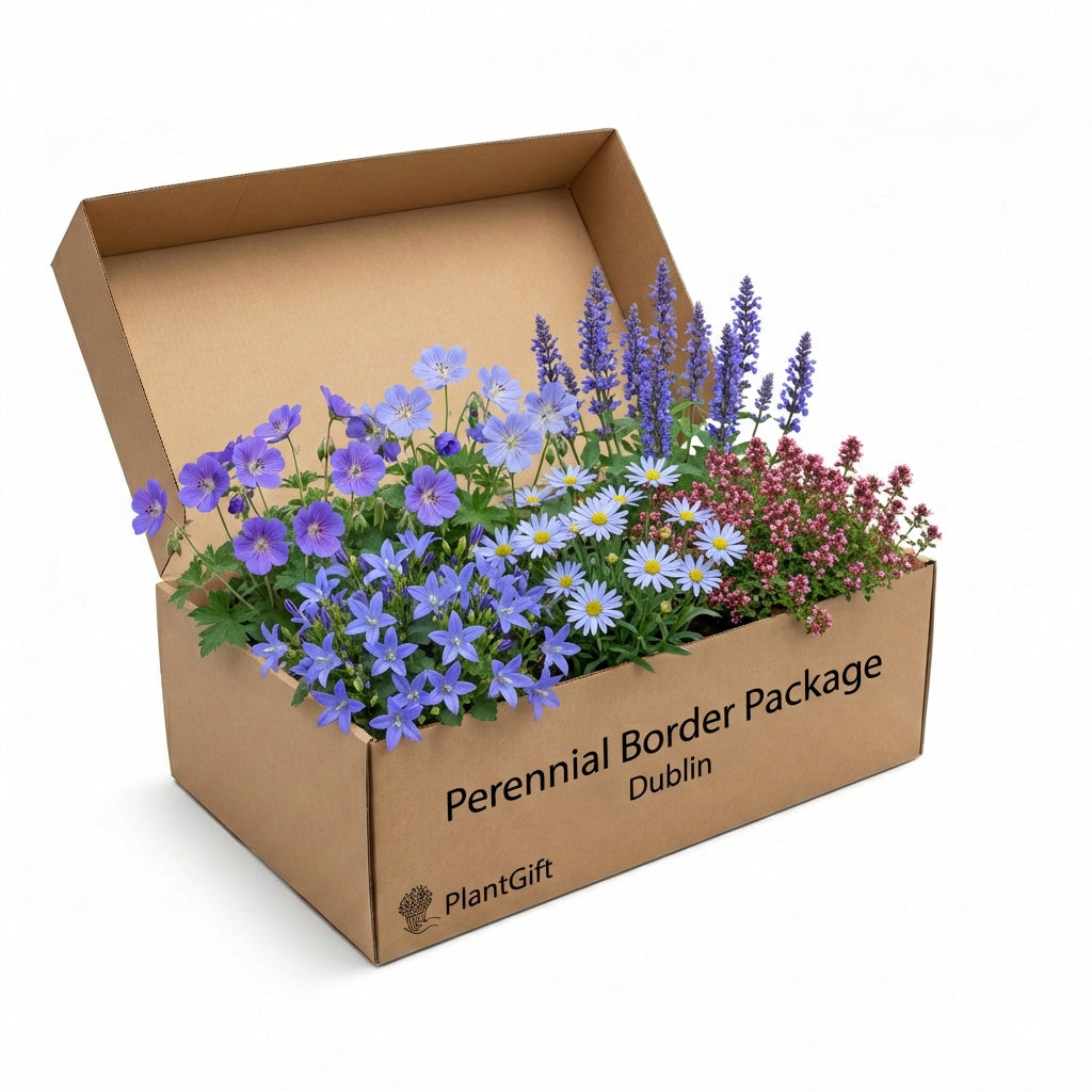 Perennial Border Package Dublin in cardboard box containing blue geraniums, white daisies, purple salvia and red astilbe…
