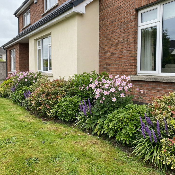 Perennial Border Package Antwerp styled in an Irish home interior