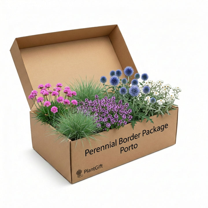 Perennial Border Package Porto in cardboard box containing pink dianthus, purple verbena, blue globe thistles, ornamental…