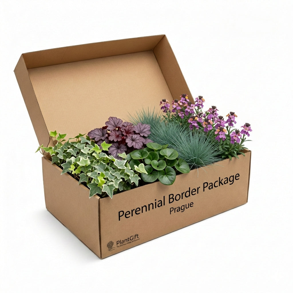 Healthy foliage and strong roots close-up of Perennial Border Package Prague