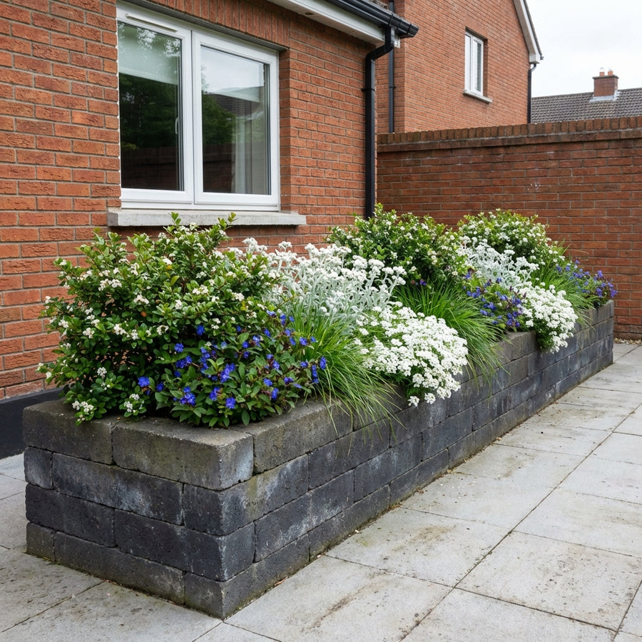 Mixed perennial border with white alyssum, blue lobelia, silvery dusty miller and ornamental grasses in dark stone raised…