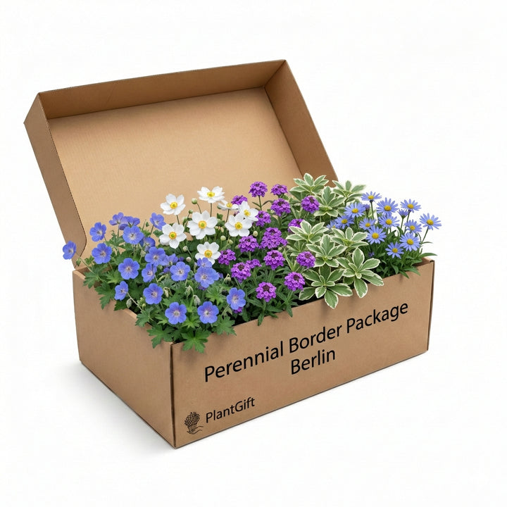 Perennial Border Package Berlin in open cardboard box containing blue geraniums, white daisies, purple asters and…