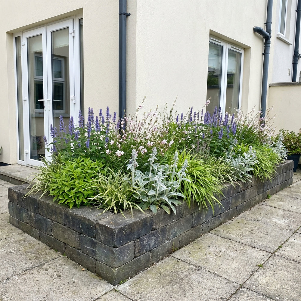 Mixed perennial border with purple salvia, white daisy flowers, silvery artemisia and ornamental grasses in raised stone…