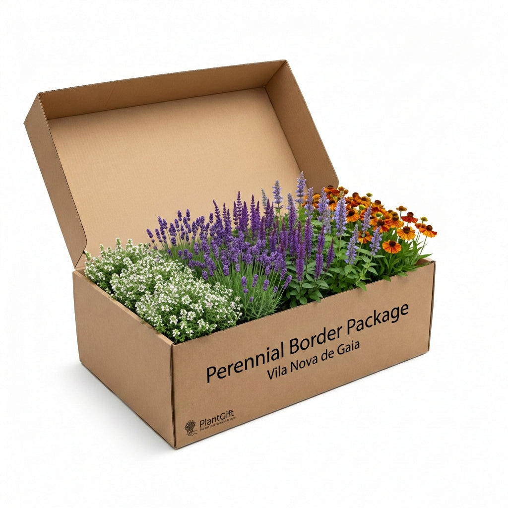 Cardboard box containing perennial border package with white baby's breath, purple lavender spikes, and orange and red…