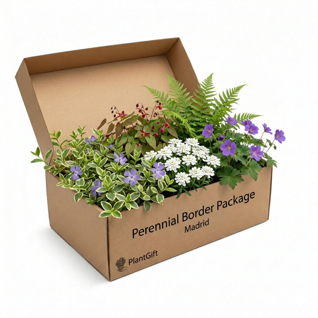 Cardboard box containing Perennial Border Package Madrid with purple flowers, white daisy-like blooms, green fern fronds,…