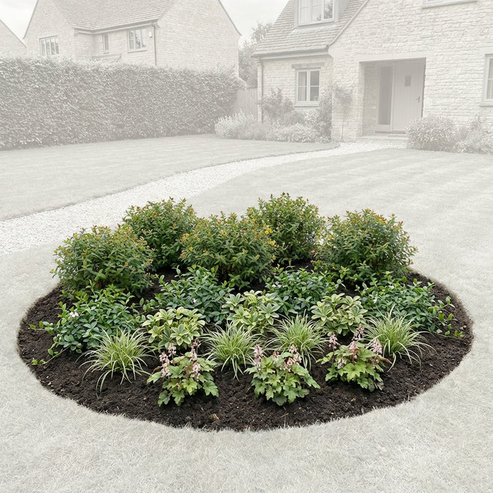 Perennial Border Package Bucharest — healthy root ball and nursery pot ready to ship from Ireland