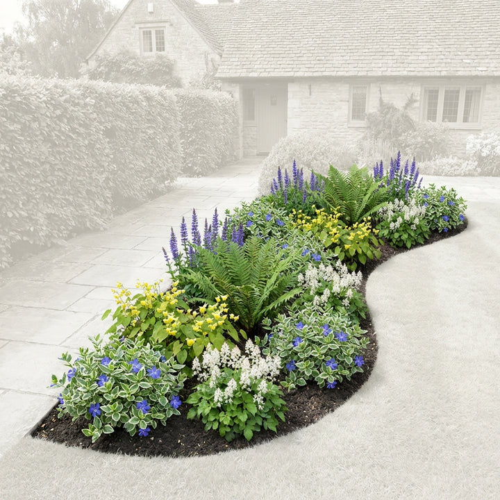 Perennial Border Package Riga — healthy root ball and nursery pot ready to ship from Ireland