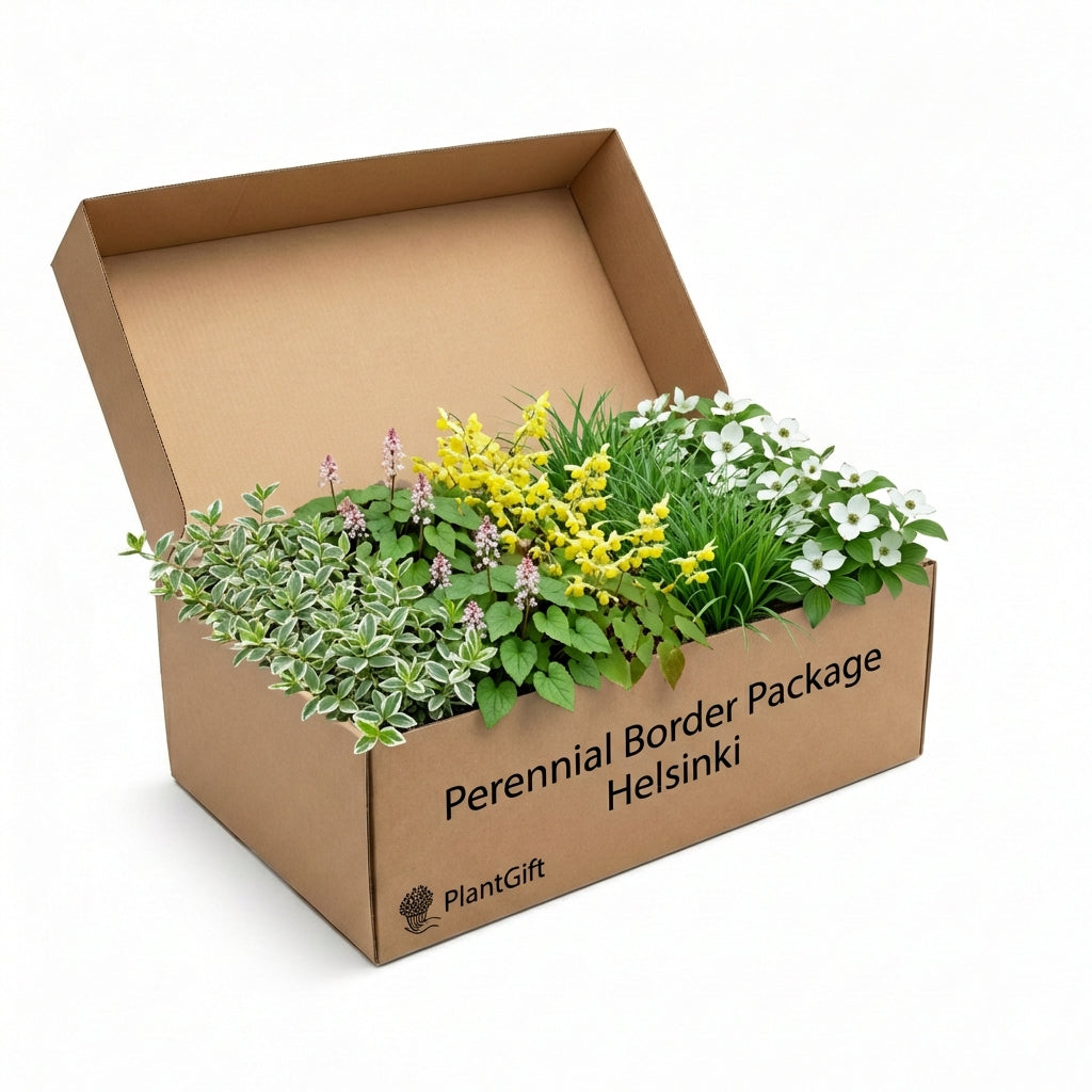 Perennial Border Package Helsinki in open cardboard box containing variegated foliage plant, pink flowers, yellow…