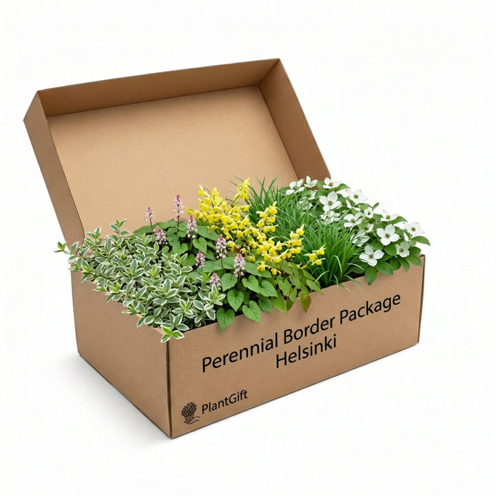 Perennial Border Package Helsinki in open cardboard box containing variegated foliage plant, pink flowers, yellow…