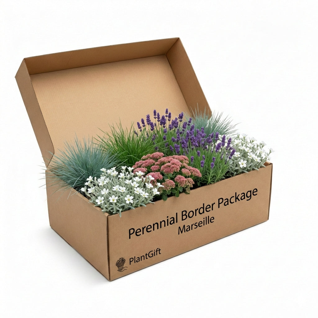 Perennial Border Package Marseille