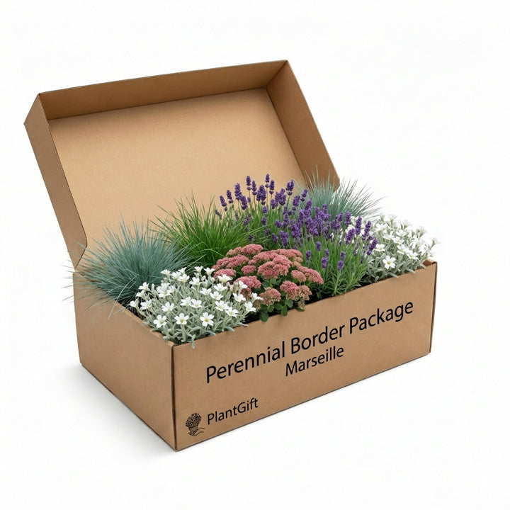 Perennial Border Package Marseille