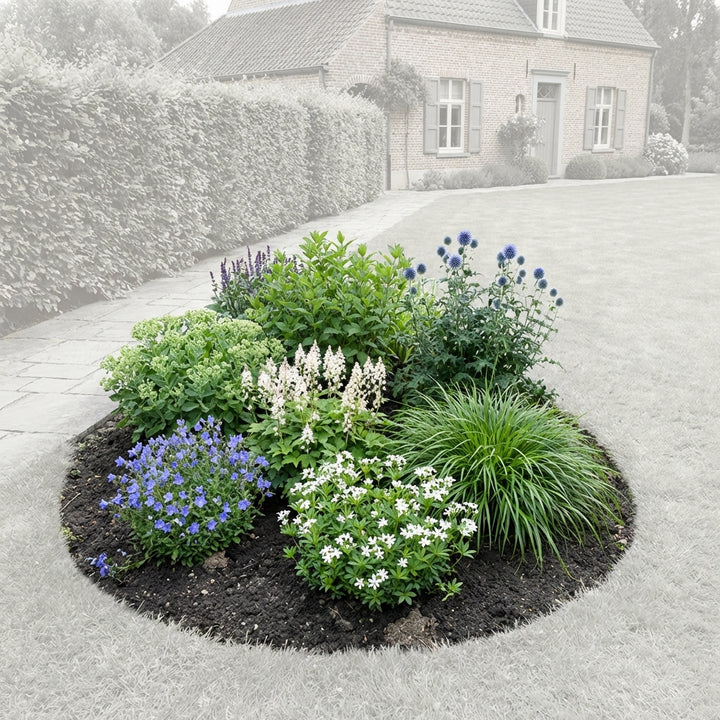 Perennial Border Package Vilnius — healthy root ball and nursery pot ready to ship from Ireland