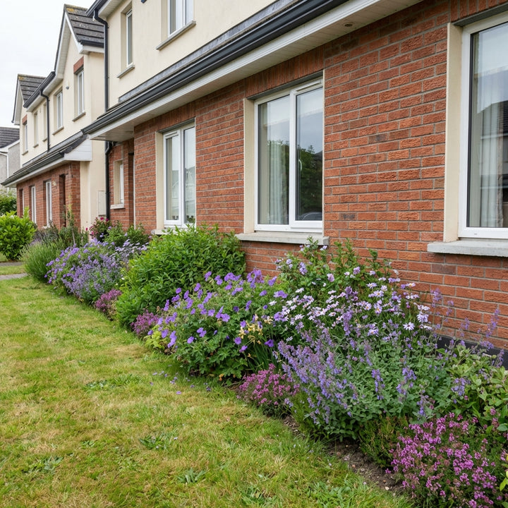 Healthy foliage and strong roots close-up of Perennial Border Package Dublin