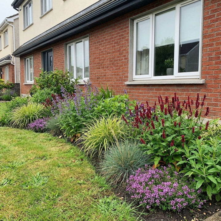 Perennial Border Package Naples styled in an Irish home interior
