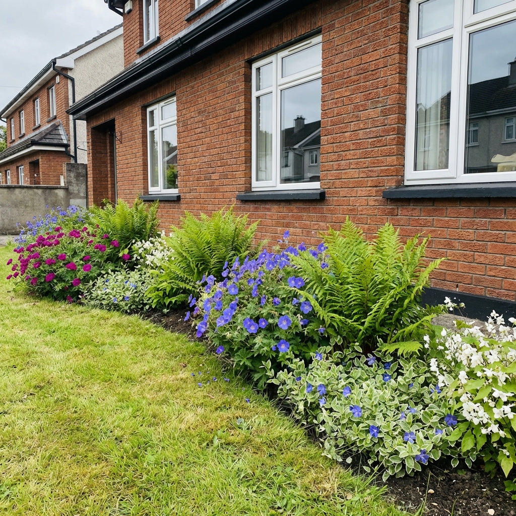 Perennial border planting against red brick house showing purple petunias, blue morning glories, ferns and white flowers…