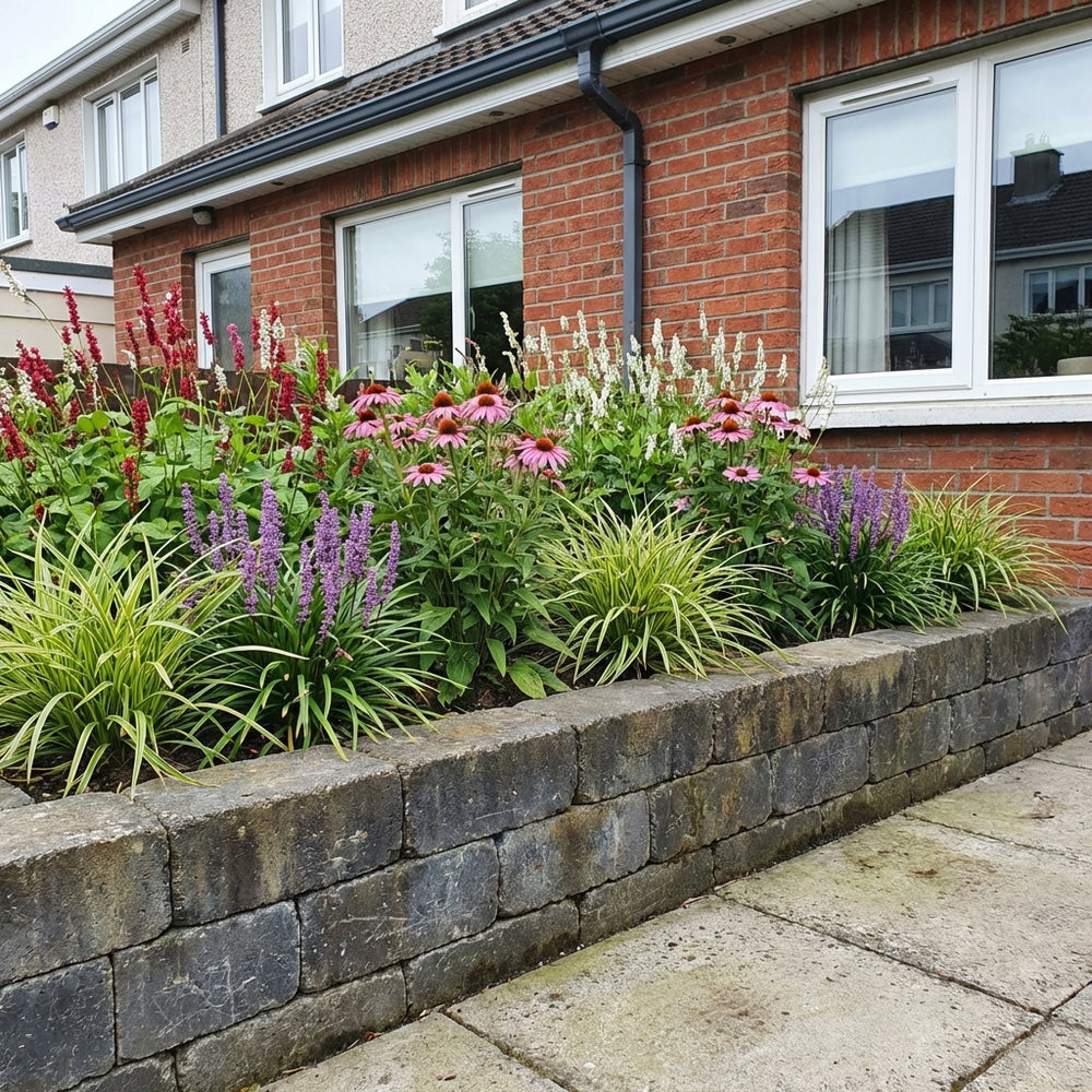 Perennial border planting in raised stone bed with pink coneflowers, purple liatris, red astilbe, ornamental grasses and…