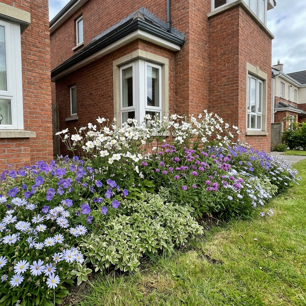 Healthy foliage and strong roots close-up of Perennial Border Package Berlin