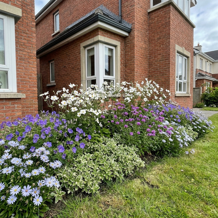 Healthy foliage and strong roots close-up of Perennial Border Package Berlin