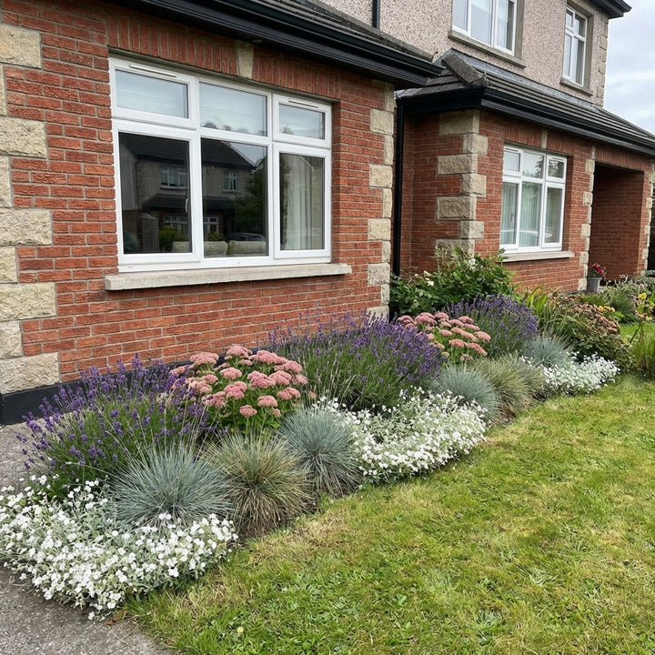 Perennial Border Package Marseille