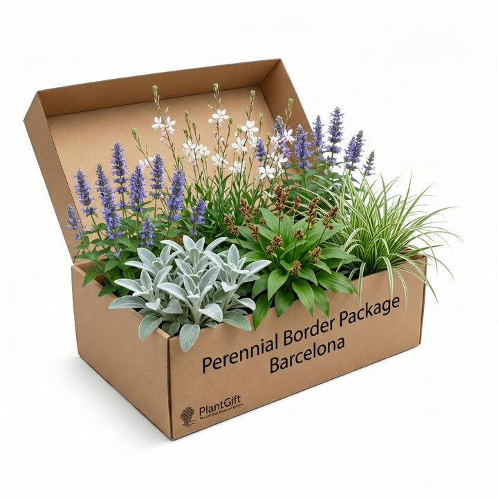 Perennial Border Package Barcelona styled in an Irish home interior