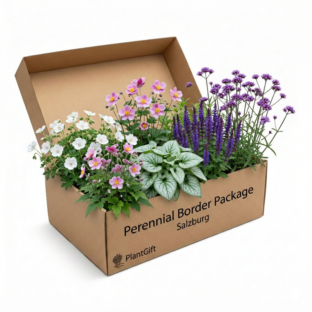Perennial Border Package Salzburg in cardboard box with white and pink cosmos, purple salvia, blue-grey foliage plants…