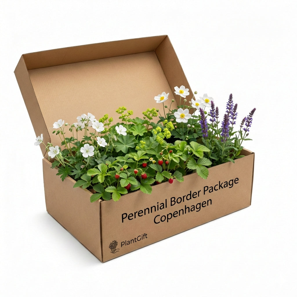 Perennial Border Package Copenhagen