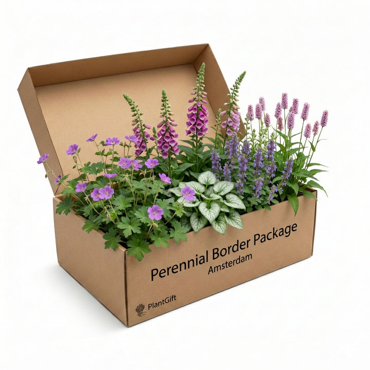 Healthy foliage and strong roots close-up of Perennial Border Package Amsterdam