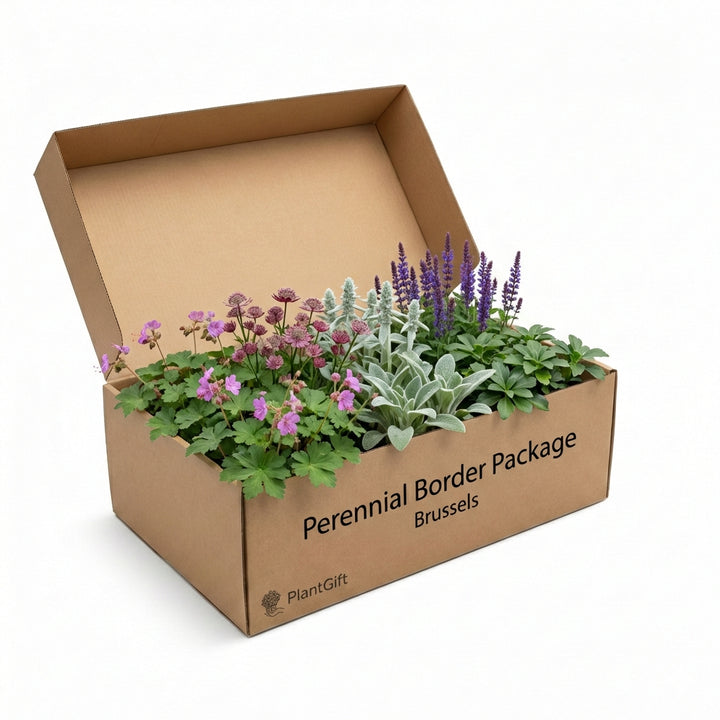 Perennial border package in cardboard box containing pink geranium, grey-green lamb's ear, and purple salvia plants with…